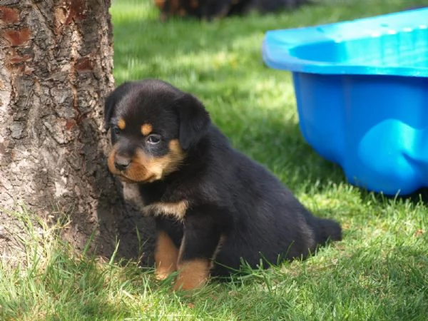 kuccioli di rottweiler | Foto 4