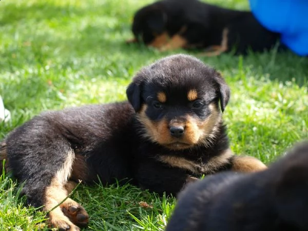 kuccioli di rottweiler | Foto 2