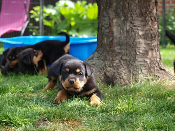 kuccioli di rottweiler | Foto 1