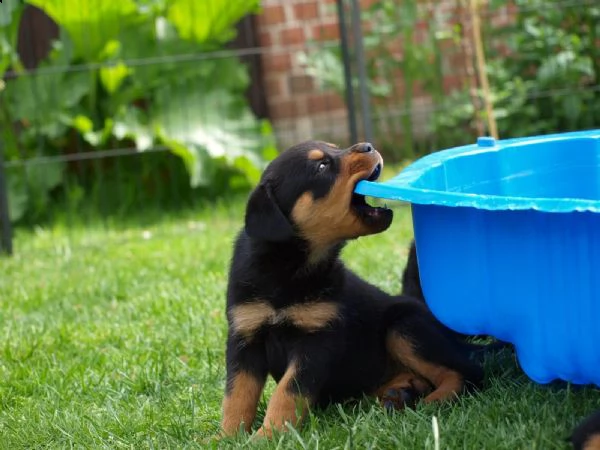 kuccioli di rottweiler