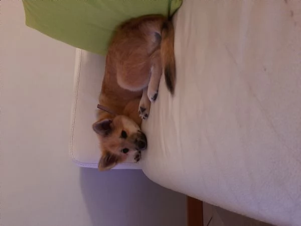 volpino spitz