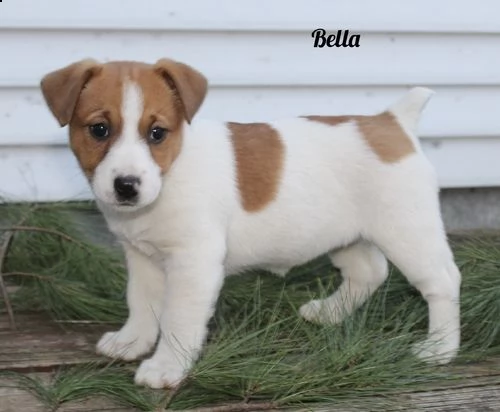  regalo cuccioli di razza pura jack russel 
