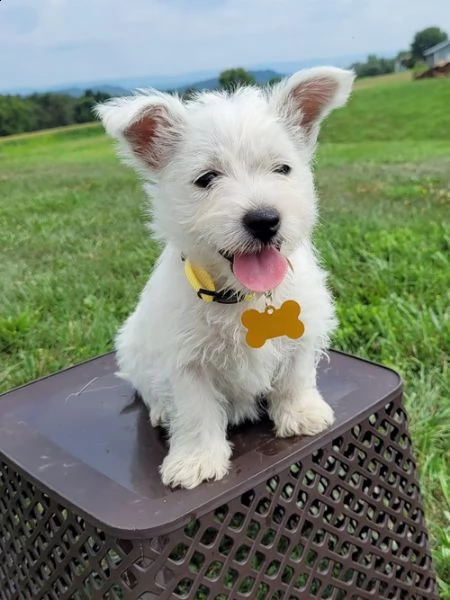 regalo adorabili cuccioli  west highland terrier bianco  femminucce e maschietti  gratuita