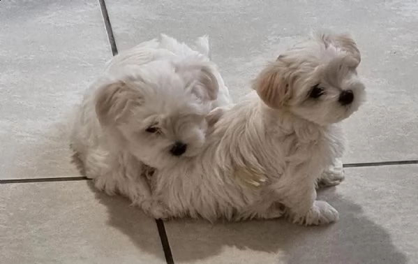 adorabili cuccioli maltese  femminucce e maschietti disponibili 