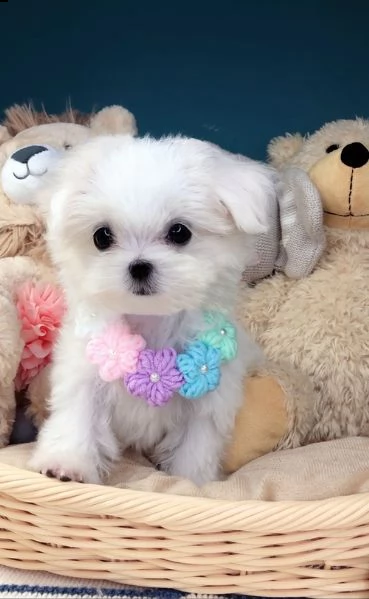 regalo adorabili cuccioli mini maltese  femminucce e maschietti  gratuita