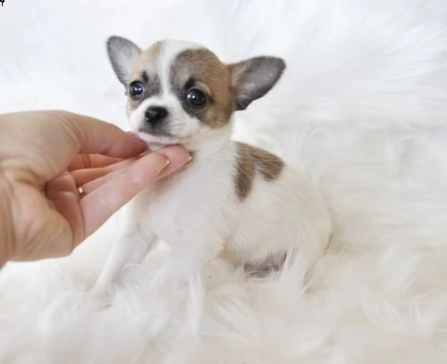 regalo cuccioli di chihuahua mini toy