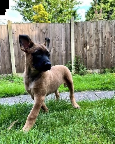 cuccioli di pastore belga malinois