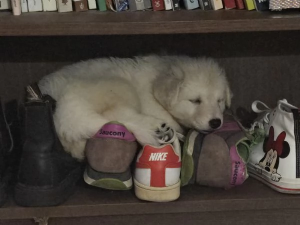 Cuccioli pastore svizzero bianco  | Foto 3