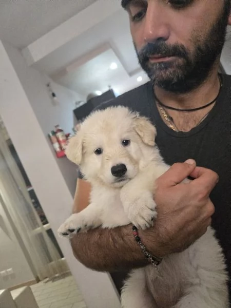 Cuccioli pastore svizzero bianco  | Foto 2
