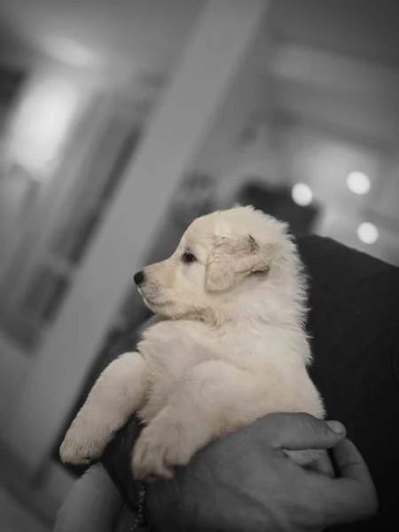 Cuccioli pastore svizzero bianco  | Foto 1