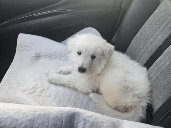 Cuccioli pastore svizzero bianco  | Foto 0