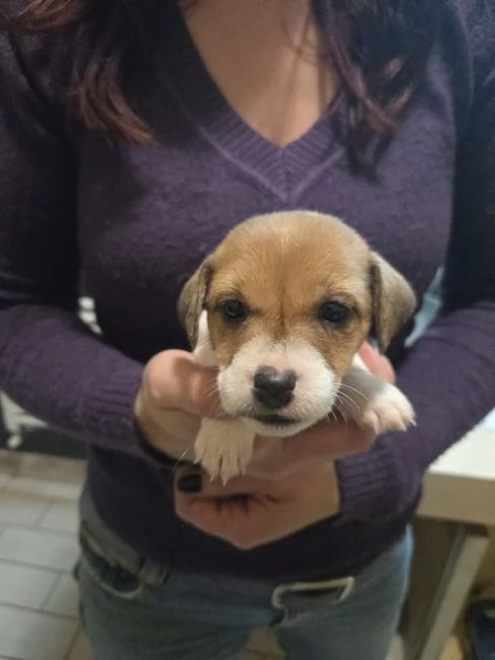 Cucciolo jack russell terrier  | Foto 2