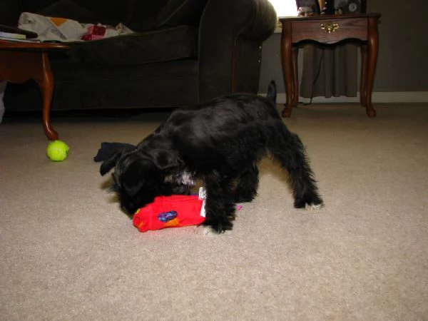 cucciolo di schnauzer miniatura