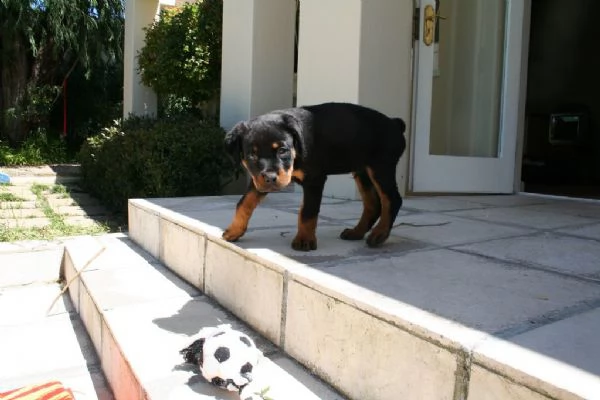 rottweiler cuccioli | Foto 0