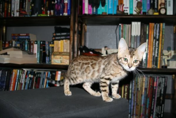 cucciolo bengala disponibili 