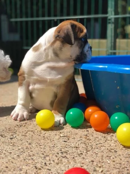 cuccioli di bulldog inglese