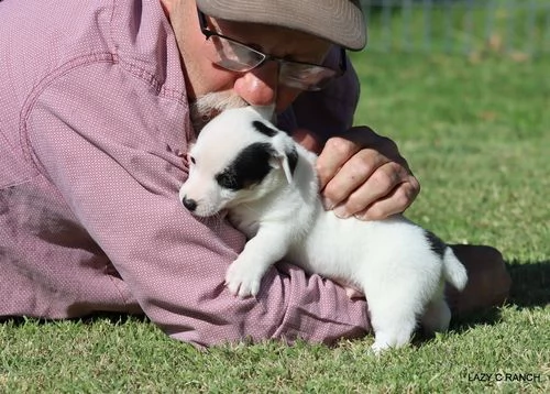 regalo jack russell terrier 