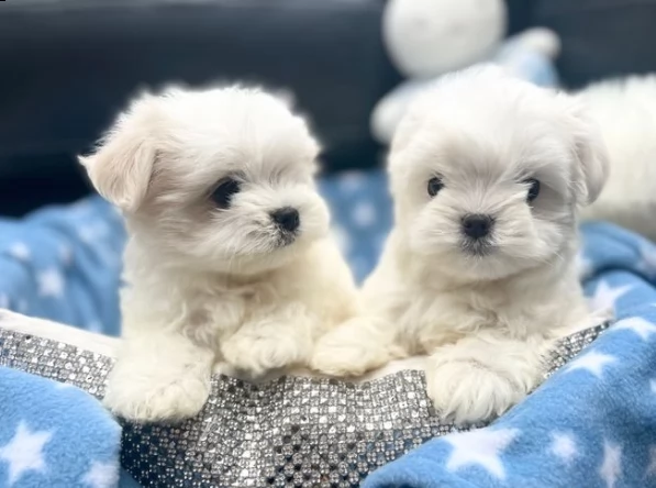 due maltese toy
