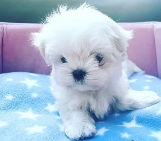 cuccioli di piccola maltese di tre mesi