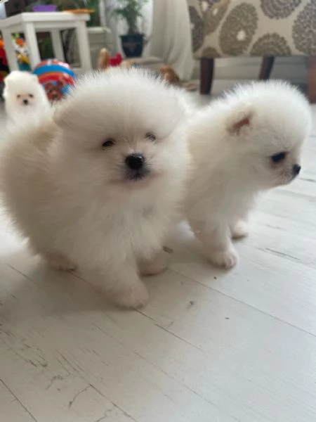 tre cuccioli di pomerania  cioccolato | Foto 3