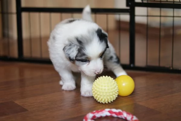 cuccioli di pastore australiano pedigree enci | Foto 4