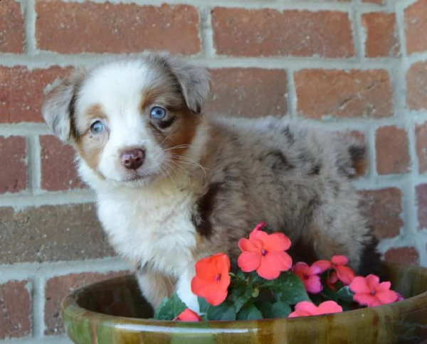 cuccioli di pastore australiano pedigree enci | Foto 3