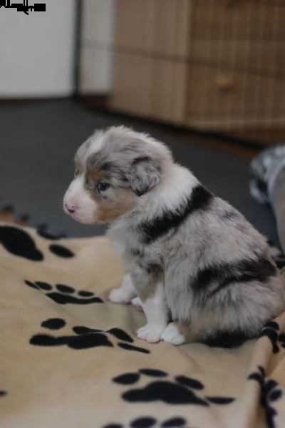 cuccioli di pastore australiano pedigree enci | Foto 1