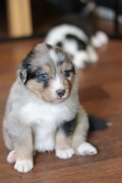 cuccioli di pastore australiano pedigree enci