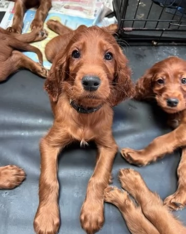 setter irlandese cuccioli