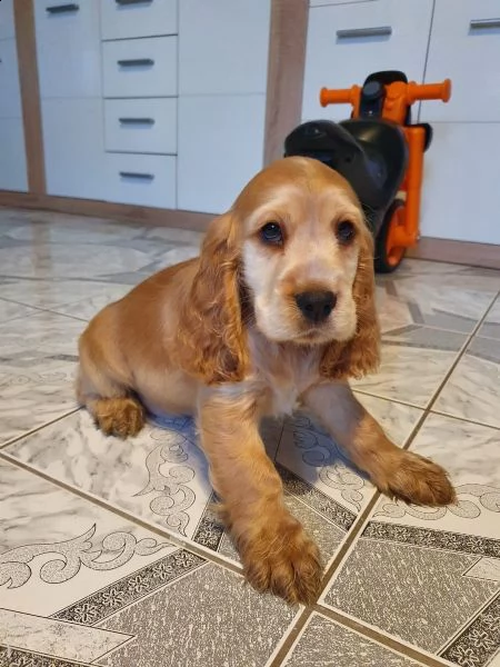pura razza cucciolo di cocker spaniel | Foto 4