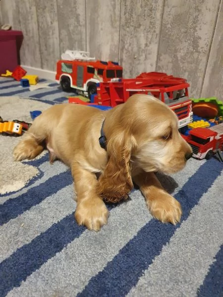 pura razza cucciolo di cocker spaniel | Foto 3