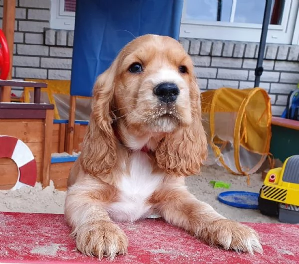 pura razza cucciolo di cocker spaniel | Foto 2