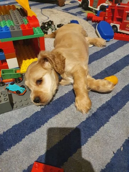 pura razza cucciolo di cocker spaniel