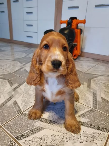 pura razza cucciolo di cocker spaniel | Foto 0