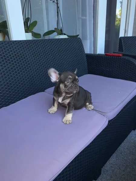 cucciolino di colore blu bulldog francese | Foto 5