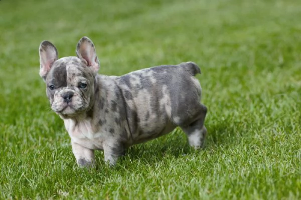 cucciolino di colore blu bulldog francese | Foto 2