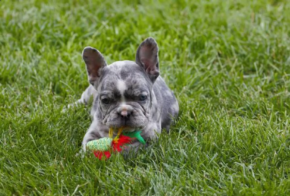 cucciolino di colore blu bulldog francese | Foto 1