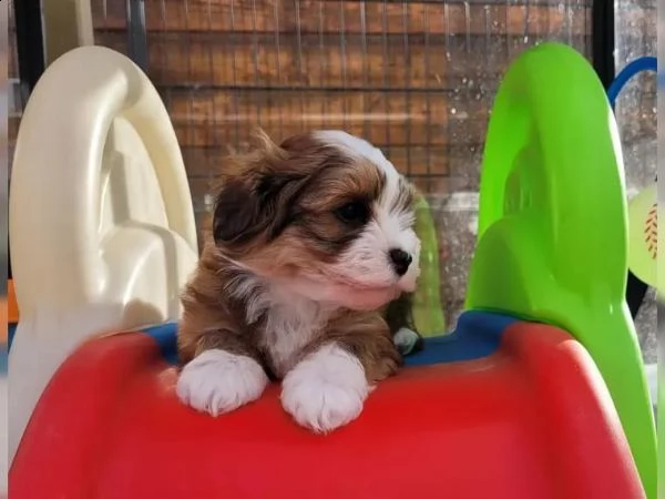 stupendi cuccioli di havanese | Foto 6