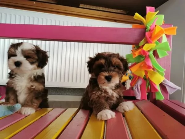 stupendi cuccioli di havanese