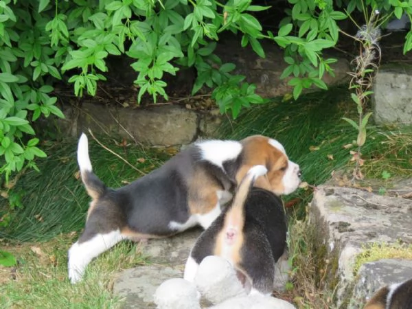 cuccioli beagle tricolore | Foto 2