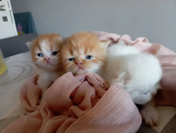 gatti persiani maschi bicolor bianco rosso e cream point  | Foto 3