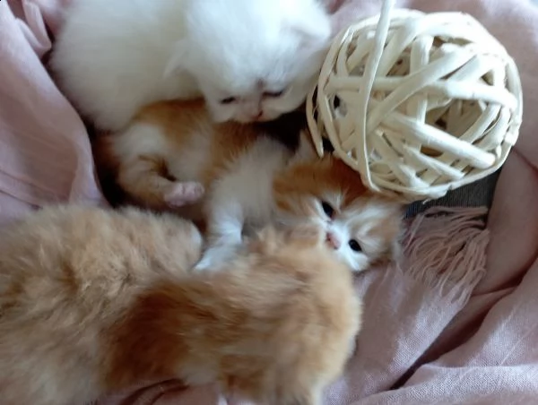 gatti persiani maschi bicolor bianco rosso e cream point  | Foto 2