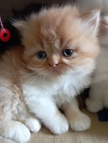 gatti persiani maschi bicolor bianco rosso e cream point 