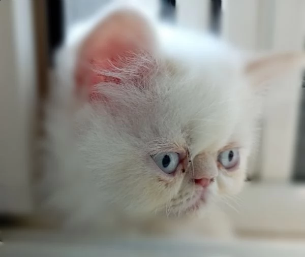 gatti persiani maschi bicolor bianco rosso e cream point  | Foto 0