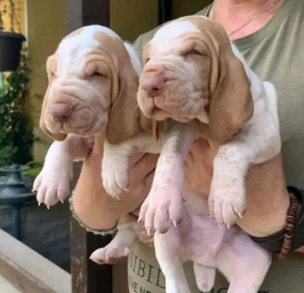 bracco italiano cane 