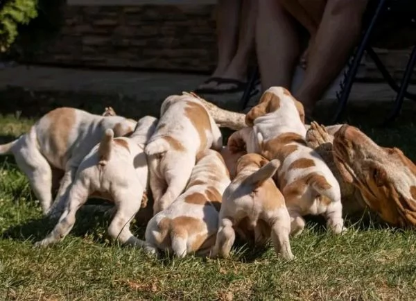 bracco italiano cane  | Foto 0