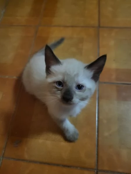 Regalo gattini | Foto 4