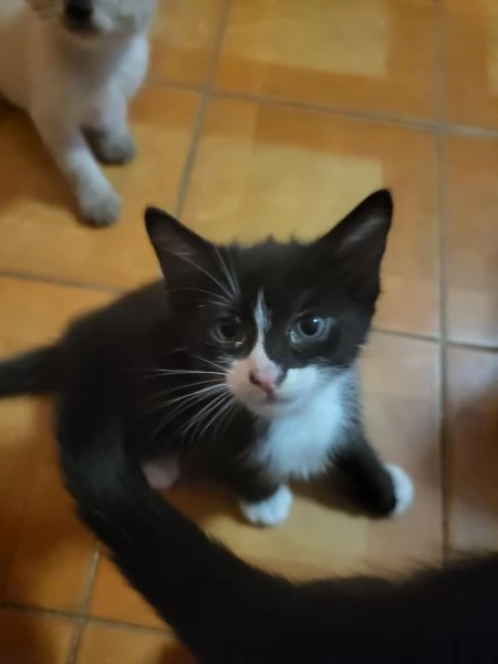 Regalo gattini | Foto 3