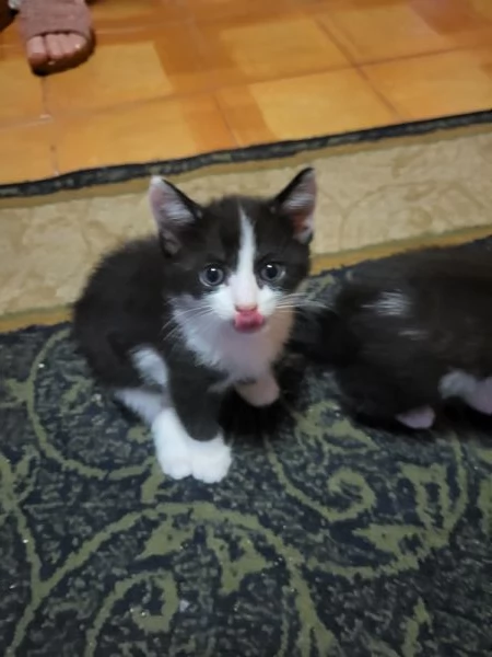 Regalo gattini | Foto 2