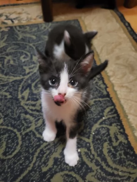 Regalo gattini | Foto 1